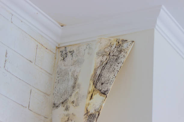 Best Mold Damage Restoration  in Wilson, AR